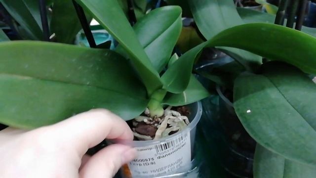 Попугаи, Ягуары и много других орхидей в уценке Бауцентра от 199 рублей. смотреть онлайн