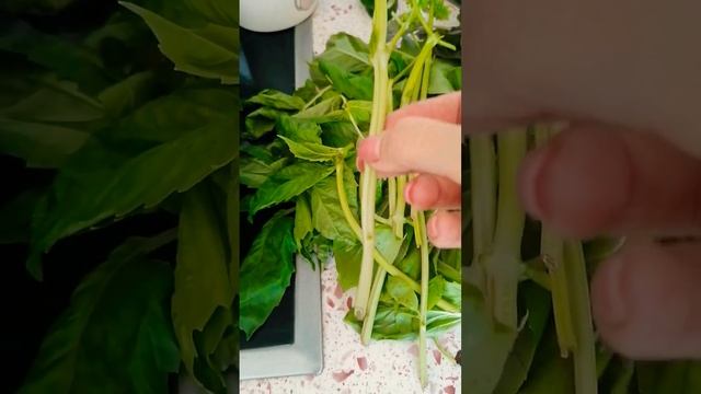 ✅БАЗИЛИК НА ПОДОКОННИКЕ | ТАК ВЫРАЩИВАЮ БАЗИЛИК К НОВОМУ ГОДУ смотреть онлайн