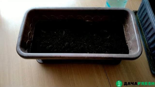 Как вырастить укроп на подоконнике. смотреть онлайн