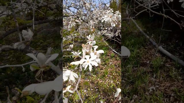 Владивосток. Цветёт азалия. смотреть онлайн