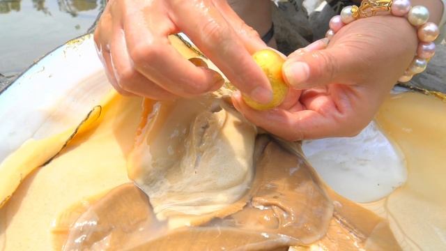 【4KHDR】?The whole body is covered in golden clams, let's see what kind of pearls we can collect смотреть онлайн