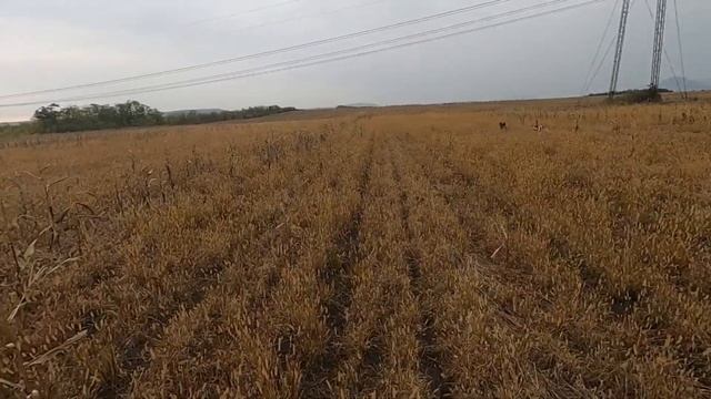 Охота на зайца с Мр155. с Драатхаром по чернотропу. прогресс 0,25 смотреть онлайн