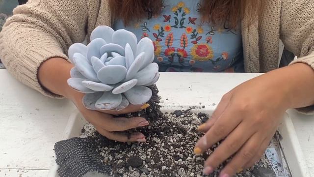 Cuidados de la Echeveria Laui || #Cuidados #trasplante смотреть онлайн