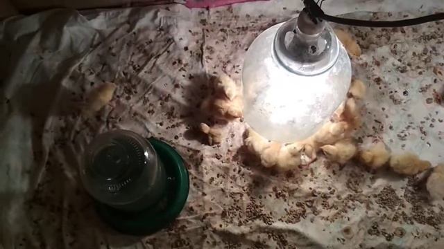 Почему вылупляются шпагатики, вертолётики//у цыплят разъезжаются лапки. смотреть онлайн