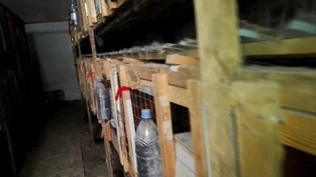 Ямное содержание кроликов.Мое мнение/яма для кроликов.какая порода? смотреть онлайн