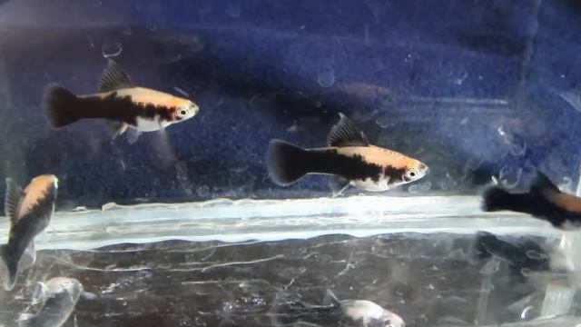 DSCF4985.AVI  - Мои меченосцы