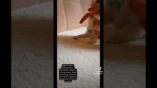 Открытая рана до плоти! Котенку прокусили шею! Спасаем от заражения! Первая помощь на дому! смотреть онлайн