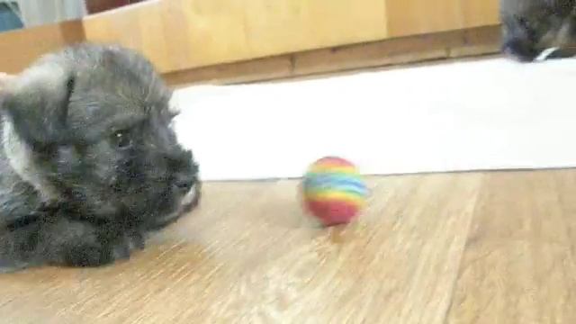 puppy schnauzer Nira Barbe La Gris щенок миттельшнауцера) смотреть онлайн