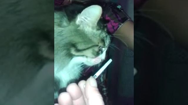 Кот любит покурить)) смотреть онлайн