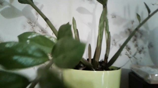 ВЛОГ#Маска для волос//замиокулькас ожил//кошачья аптечка//запасы мыла и AVON)) смотреть онлайн