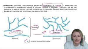 Химия для биолога.Углеводы | ЕГЭ по биологии | Ксения Напольская | 100балльный репетитор