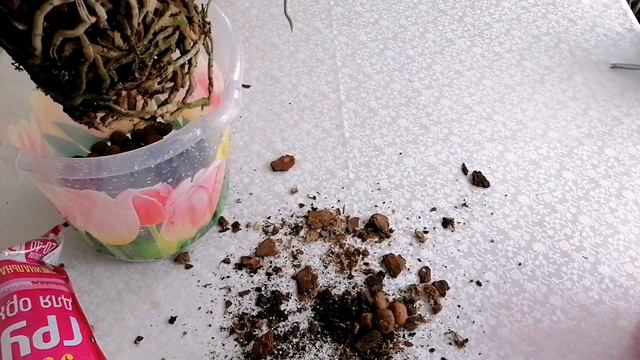 Пересадка Фантома в ведро 5 литров смотреть онлайн