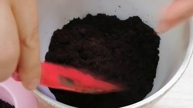 Фикус эластика: особенности и секреты пересадки смотреть онлайн