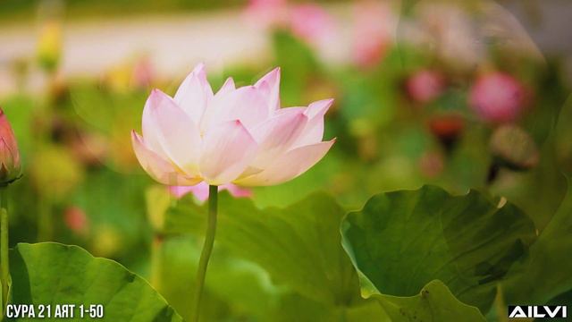 Коран. Сура 21. Аят 1-50 💎 Мусульманские цитаты со смыслом смотреть онлайн