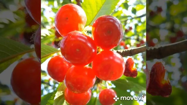 Спелая вишня в Егоровском саду. смотреть онлайн