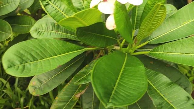 How To Known Plumeria Plants Varieties From The Leaves|चंपा के पौधे को उसकी पत्तियों से कैसे पहचाने