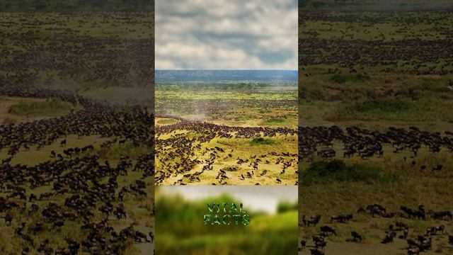 Serengeti National Park Tanzania | Vital Facts смотреть онлайн
