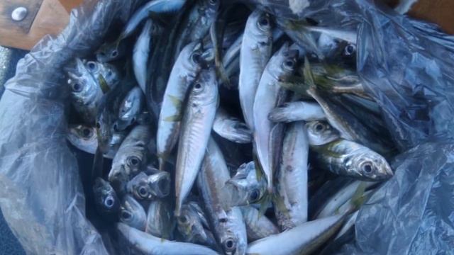Морская рыбалка в Лазаревском цены и расписание тел 89890898081 смотреть онлайн