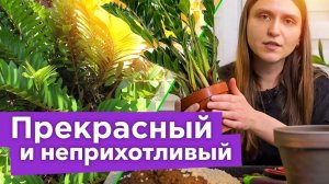 ЗАМИОКУЛЬКАС: УХОД И ПЕРЕСАДКА. Что делать сразу после покупки?