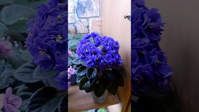 Вальс Фиалок??? смотреть онлайн