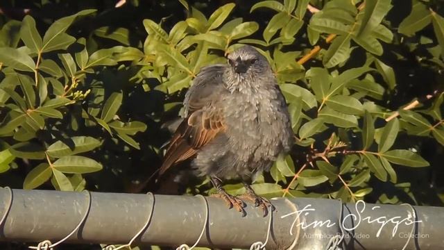 Apostlebird (Struthidea cinerea) HD Video Clip 1/1 Tim Siggs ABVC смотреть онлайн