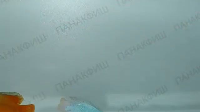 Лялиус красный самец и Лялиус синий самец (Colisa lalia) смотреть онлайн