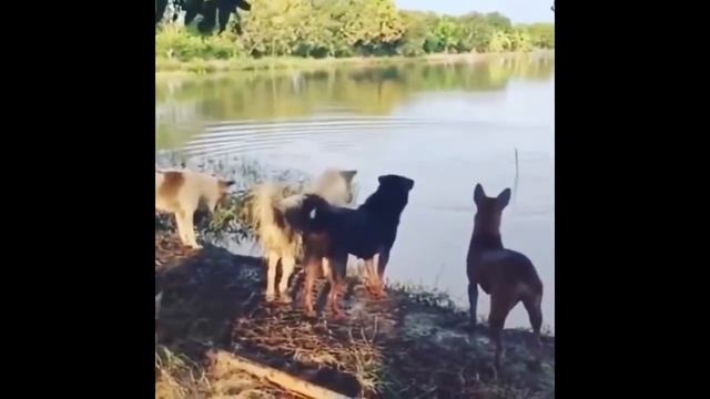 Очень смешные испуги людей и животных - испуги, юмор, ужасы смотреть онлайн