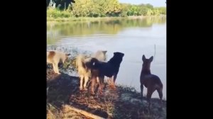 Очень смешные испуги людей и животных - испуги, юмор, ужасы