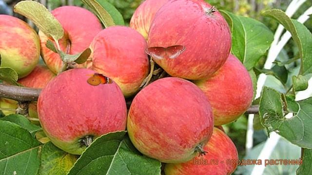 Яблоня обыкновенная Уралец (malus) ? яблоня Уралец обзор: как сажать саженцы яблони Уралец смотреть онлайн