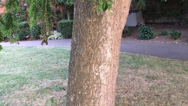 Weeping Ash (Fraxinus excelsior 'Pendula') - trunk - August 2018 смотреть онлайн