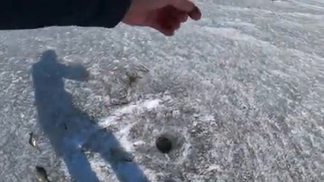 ХОРОШИЕ ЛАПТИ КЛЮЮТ НА удочку!рыбалка весной на карася и плотву смотреть онлайн
