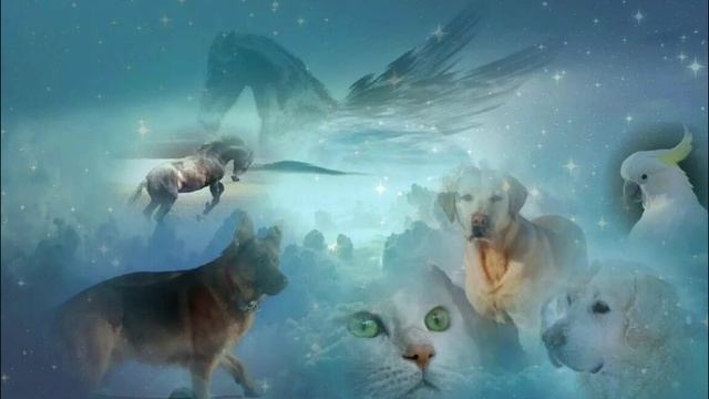 Что происходит с животными после смерти. Душа хозяина встретится с душой животного. смотреть онлайн