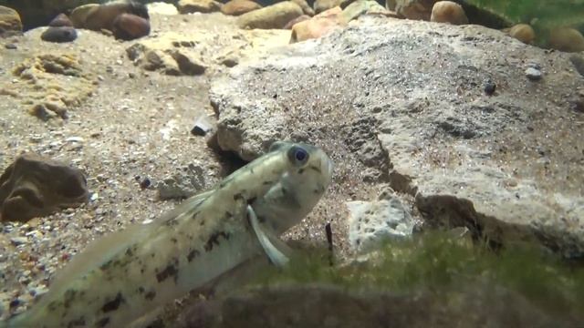 Бычок-кругляк. Уход и содержание в аквариуме.Neogobius melanostomus смотреть онлайн