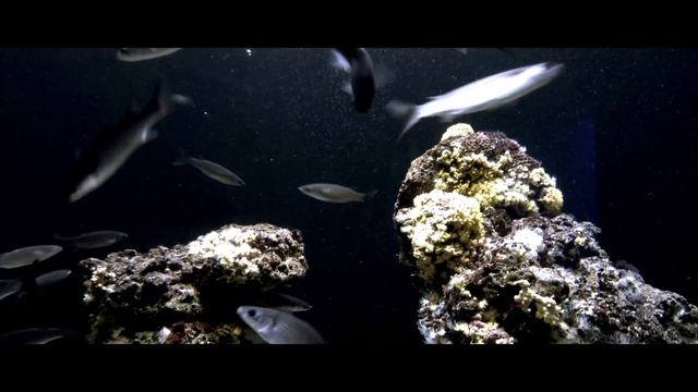 Palma Aquarium HD смотреть онлайн