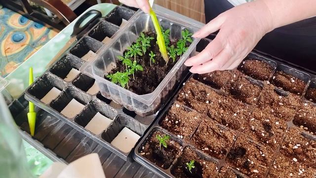 Пикирую однолетние цветы ? ! Месяц от посева . Мои рассадные будни !#пикируемрассадуцветов смотреть онлайн