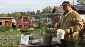 Супер кальций для кур несушек своими руками.