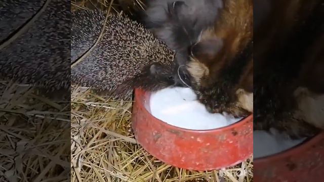 Ёжики проснулись-значит весна!