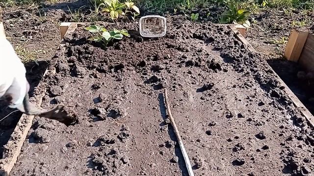 Готовые грядки для клубники, высадка смотреть онлайн