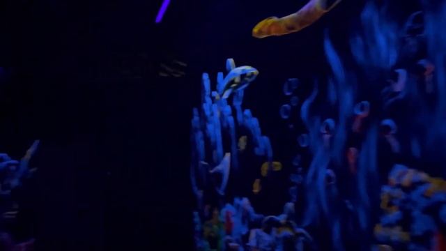 ПОХОД В ОКЕАНАРИУМ?! укусила пиранья? смотреть онлайн