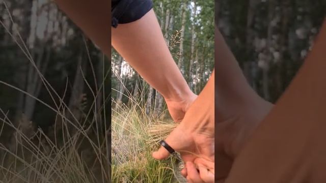 Заготовка травы белоуса для плетения смотреть онлайн