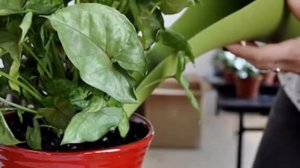 Луковая шелуха – супер удобрения и средство борьбы с вредителями.