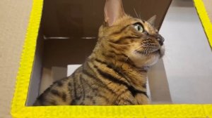 ДОМ для кошки из ЛАВАША, туалетной бумаги, ФОЛЬГИ и пакета своими руками