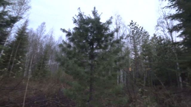 И у нас на севере растут кедры в тайге смотреть онлайн