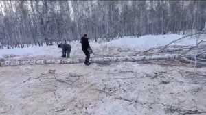 Профессиональные бензопилы Zimani MS361 и 372XP PRO в работе. Заготовка дров.