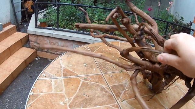 Готовая коряга из винограда смотреть онлайн