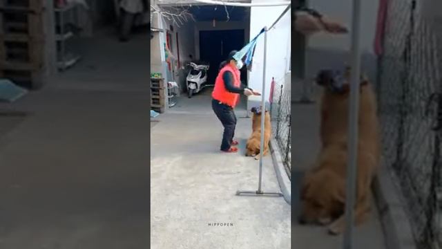 хароший сабака смотреть онлайн