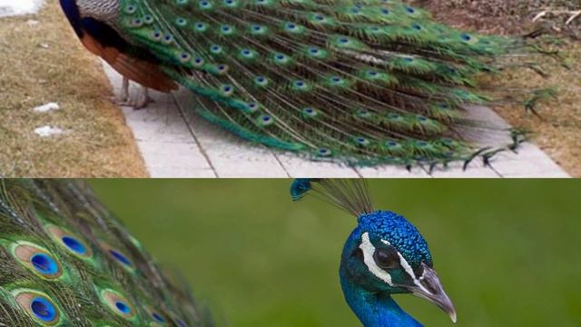 Релакс музыка.Чудо птицы.