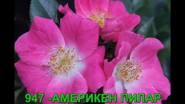 Мускусные розы. РОЗЫ ОТ ТАТЬЯНЫ. смотреть онлайн