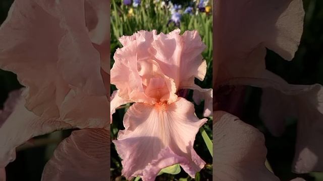 ?ИРИСЫ бородатые-моя любовь ?.Советы по уходу и выращиванию,обзор сортов(Часть 1) #ирисыбородатые смотреть онлайн