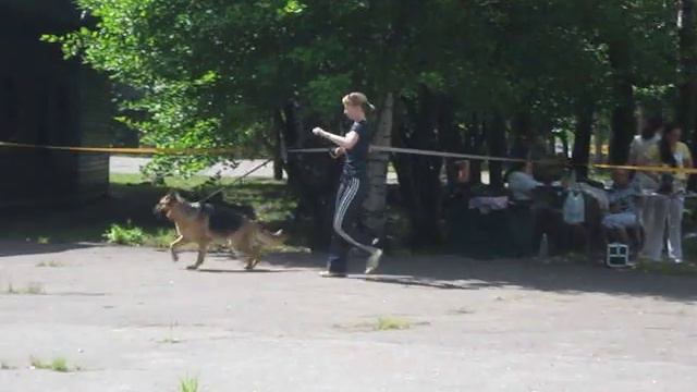 Немецкая овчарка, питомник "Братство волка" смотреть онлайн